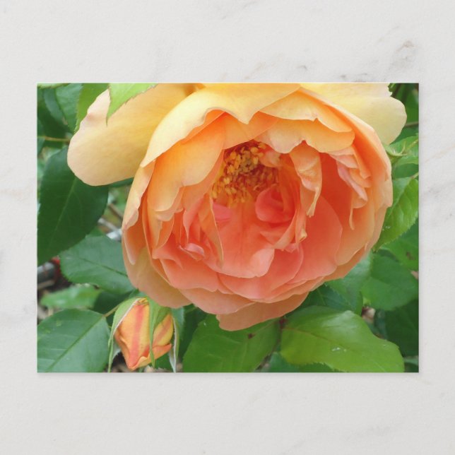 Elegant Orange Blush Rose Postcard (Front)