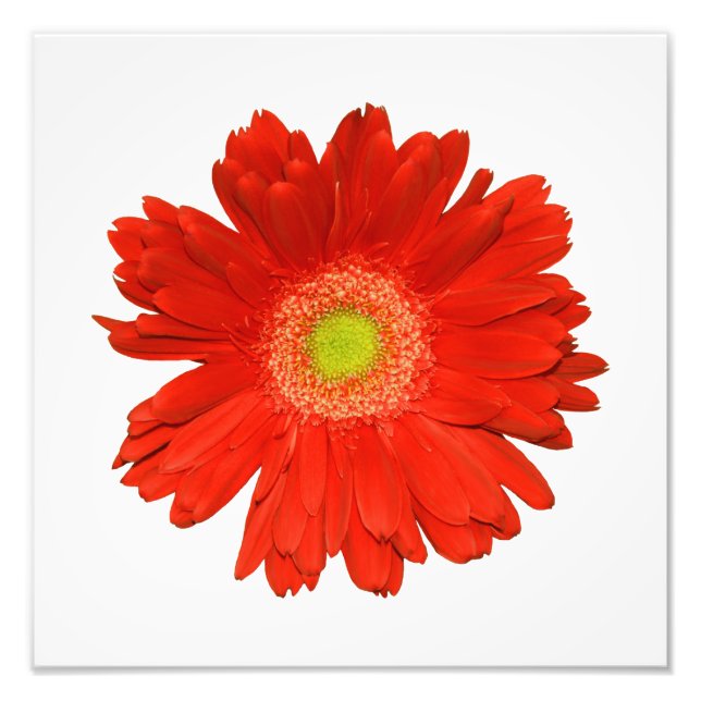 Elegant Orange Daisy Photo Print (Front)