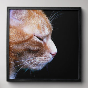 Elegant Orange Tabby Cat Wrapping Paper — Dramatic Peel And Stick Photo Tile