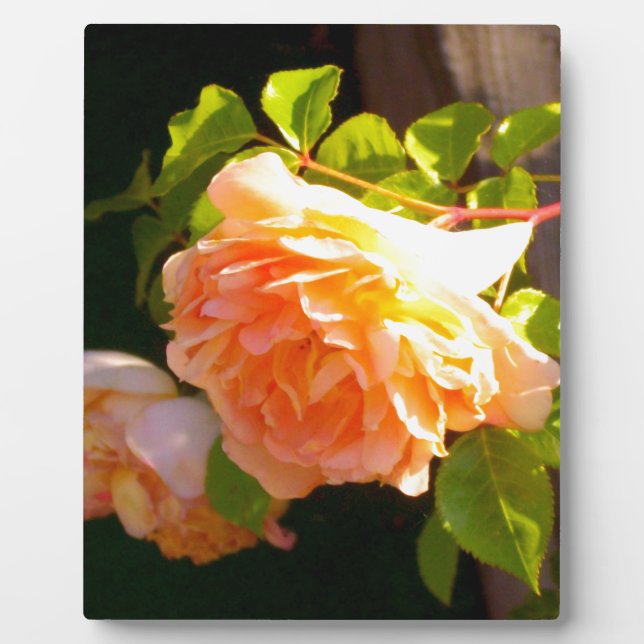 Elegant orange yellow peach florals roses plaque (Front)