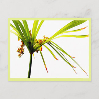 Elegant Papyrus Plant Postcard