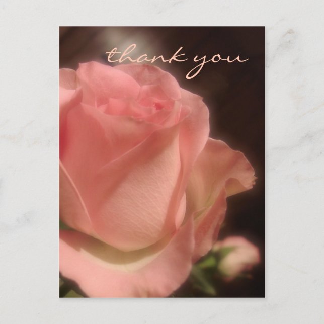 Elegant Peach Rose - Thank You Postcard (Front)