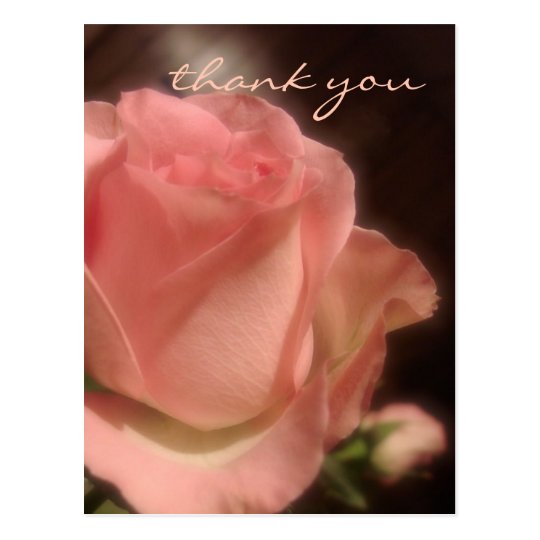 Elegant Peach Rose - Thank You Postcard