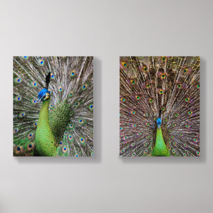 Elegant Peacock Bird and Feather Artwork Acrylic Photo Tile