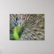 Elegant Peacock Bird and Feather Artwork