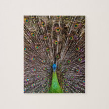 Elegant Peacock Bird and Feather Artwork
