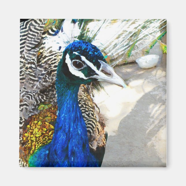 Elegant Peacock Bird and Feather Artwork Magnet (Front)