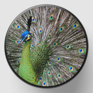 Elegant Peacock Bird and Feather Artwork Mini Candle Favors