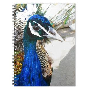 Elegant Peacock Bird and Feather Artwork Notebook