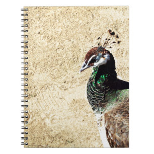 Elegant Peacock Bird and Feather Artwork Notebook