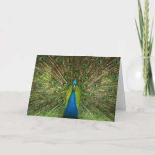 Elegant Peacock Blue Green Feathers Photo Card