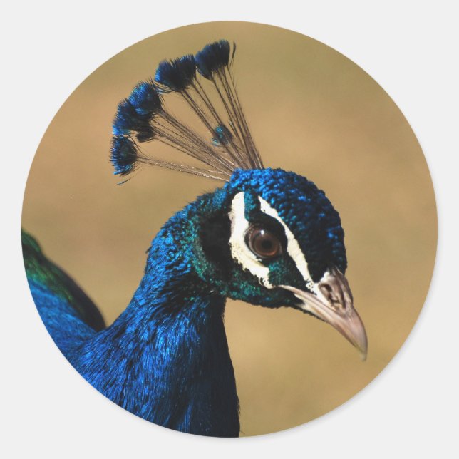 Elegant peacock - customizable stickers template (Front)
