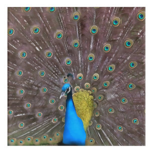 Elegant Peacock In Blue With Fanned Tail Acrylic Print