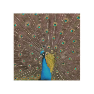 Elegant Peacock In Blue With Fanned Tail Wood Wall Art