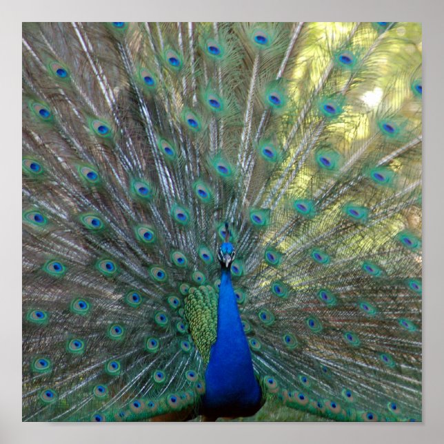 Elegant Peacock Poster (Front)