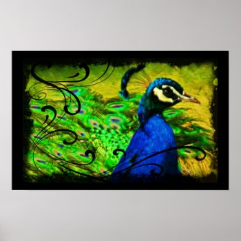 Elegant Peacock Swirl Artistic Fine Art Poster by TheInspiredEdge at Zazzle