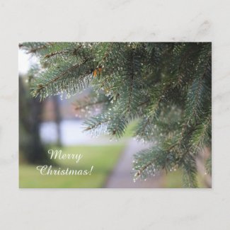 Elegant Personalized Evergreen Branches Rain Drops