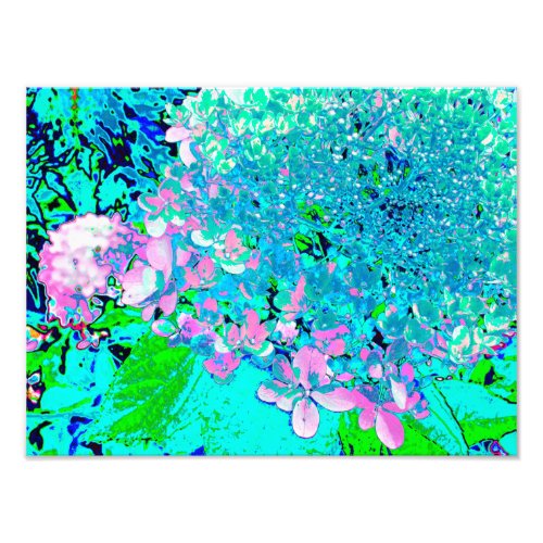 Elegant Pink and Blue Limelight Hydrangea Photo Print