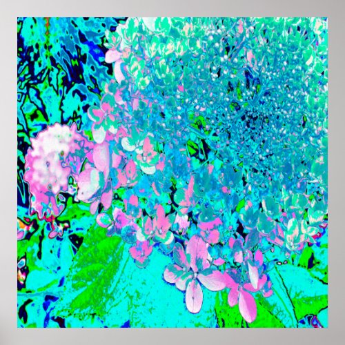 Elegant Pink and Blue Limelight Hydrangea Poster