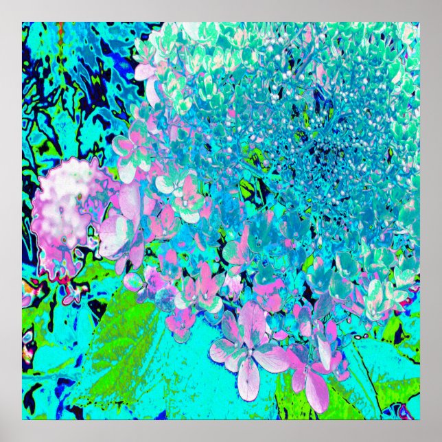 Elegant Pink and Blue Limelight Hydrangea Poster (Front)