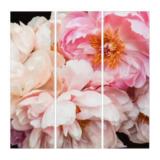 Elegant Pink and Cream Peonies  Triptych