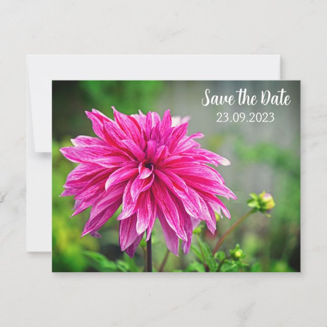Elegant Pink Dahlia Flower Save the Date Holiday Card (Front)