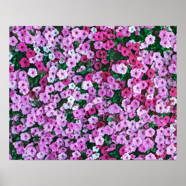 Elegant Pink Floral Daisies Acrylic Artwork | Poster (Front)