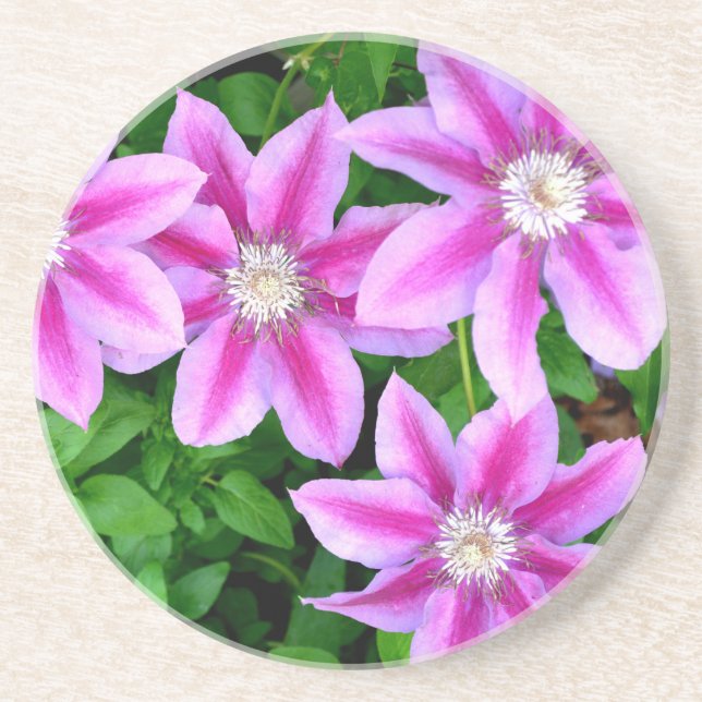 Elegant pink floral green botanical  sandstone coaster (Front)