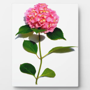 Elegant pink floral pink hydrangea  plaque