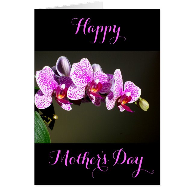 Elegant pink floral tropical pink orchids (Front)