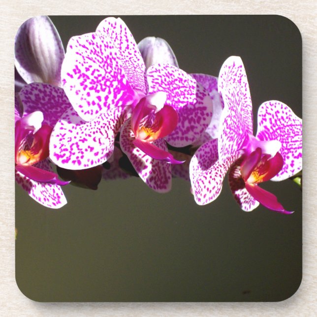 Elegant pink floral tropical pink orchids drink coaster (Front)