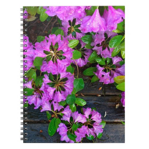 Elegant pink florals pink azaleas pink flowers notebook