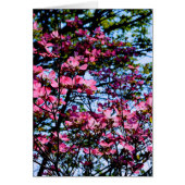 Elegant pink flowers florals blooming Dogwood tree (Front)