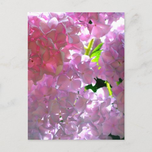 Elegant  pink flowers pink floral pink hydrangeas  postcard
