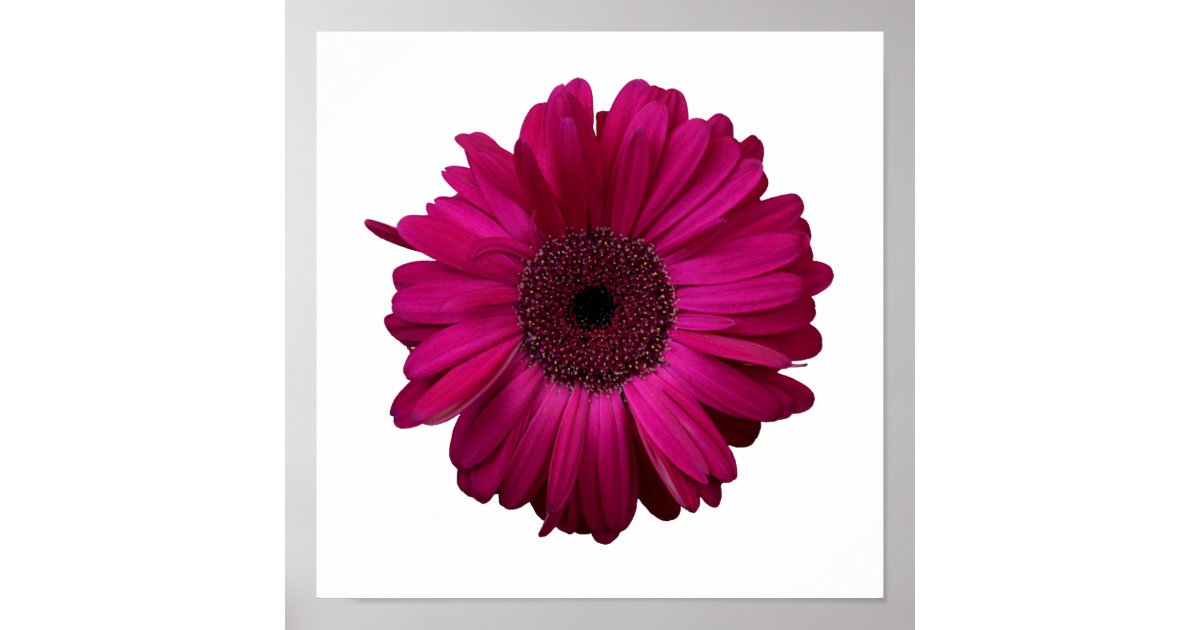 Elegant Pink Gerbera Daisy Poster | Zazzle