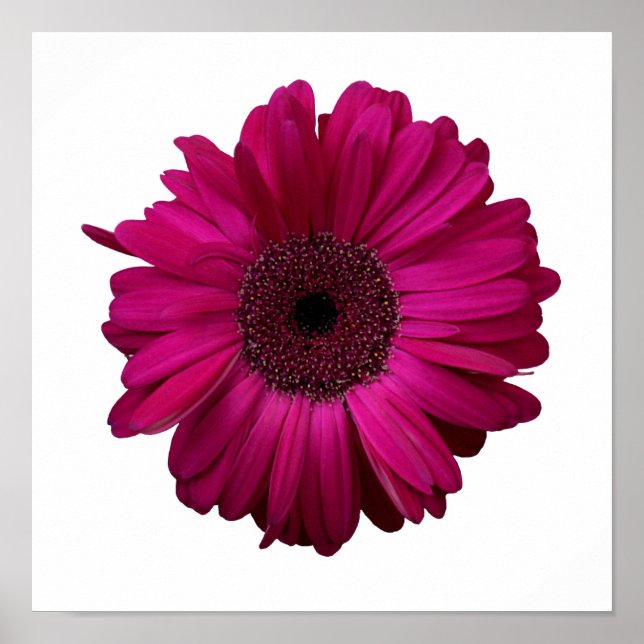 Elegant Pink Gerbera Daisy Poster (Front)