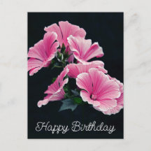 Elegant Pink Hollyhock Mallow Malva Flower