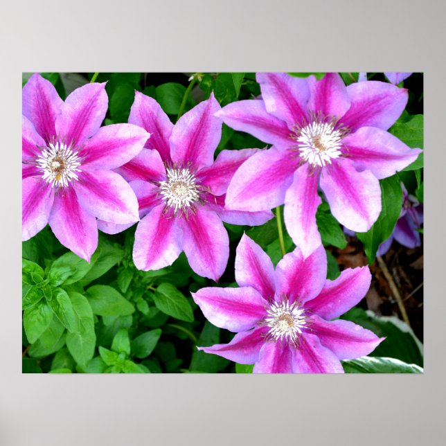 Elegant pink ink flowers green botanical poster (Front)