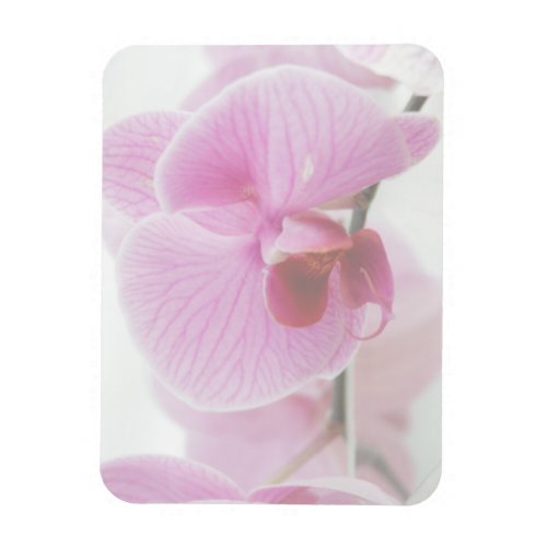 Elegant Pink Orchid Photo Magnet