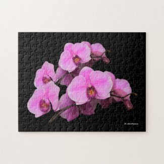 Elegant Pink Orchids Phalaenopsis on Black