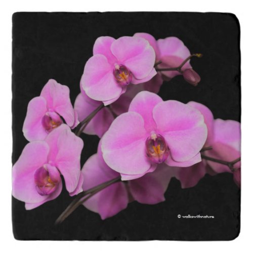 Elegant Pink Orchids Phalaenopsis on Black Trivet