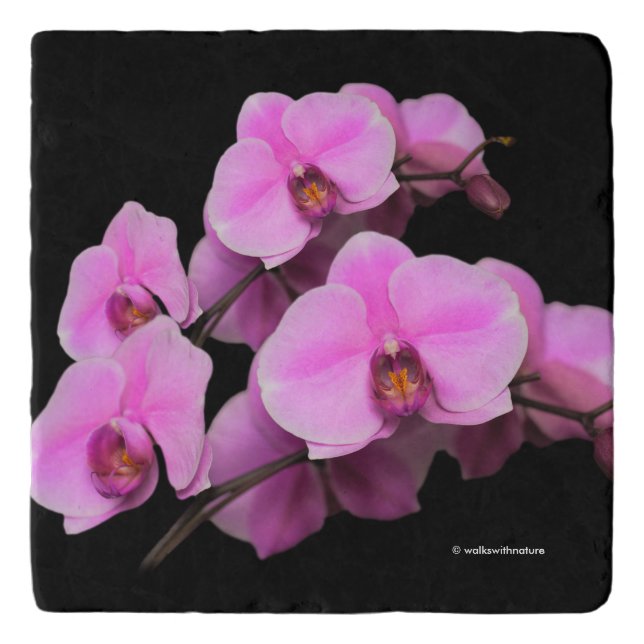 Elegant Pink Orchids Phalaenopsis on Black Trivet (Front)