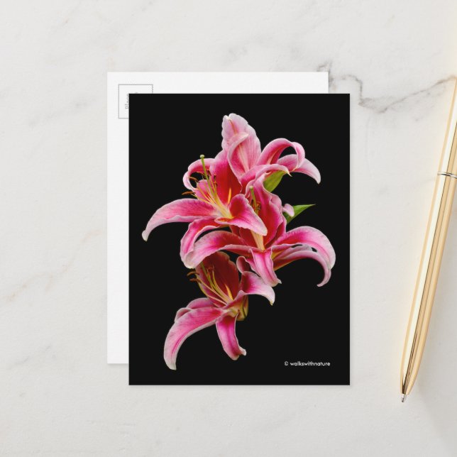 Elegant Pink Oriental Lilies Postcard (Front/Back In Situ)