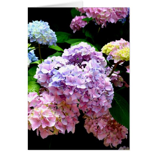 Elegant pink purple blue floral hydrangea gardens (Front)
