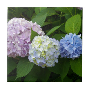 elegant pink purple blue Hydrangeas Tile