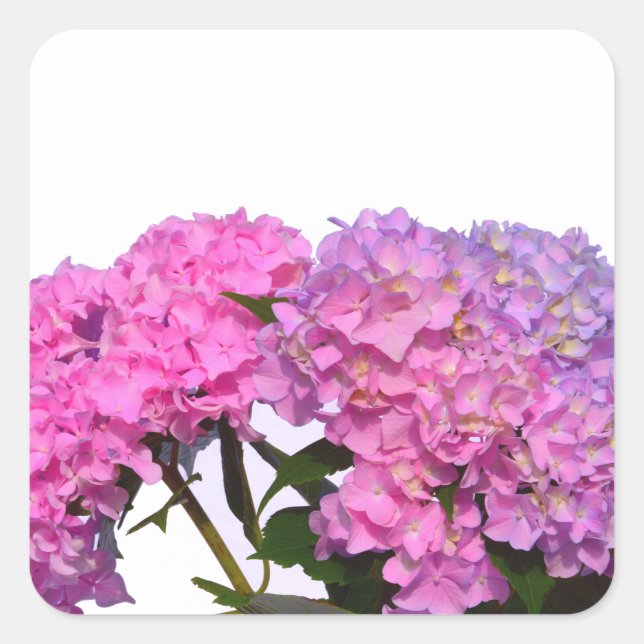 Elegant pink purple florals hydrangeas square sticker (Front)