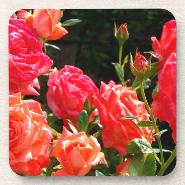 Elegant pink red orange floral roses drink coaster (Front)