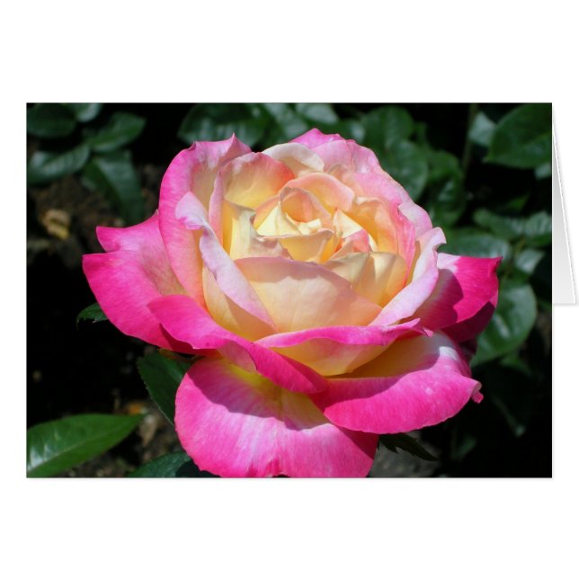 Elegant Pink Rose Cards (Front Horizontal)
