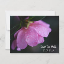 Elegant Pink Rose Close Up with Dew Save the Date