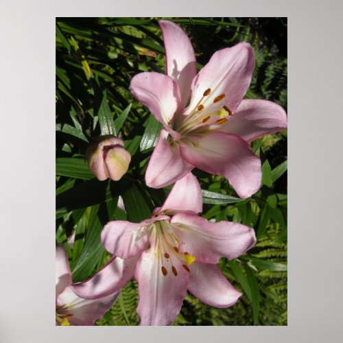 Elegant Pink Tiger Lilies Poster